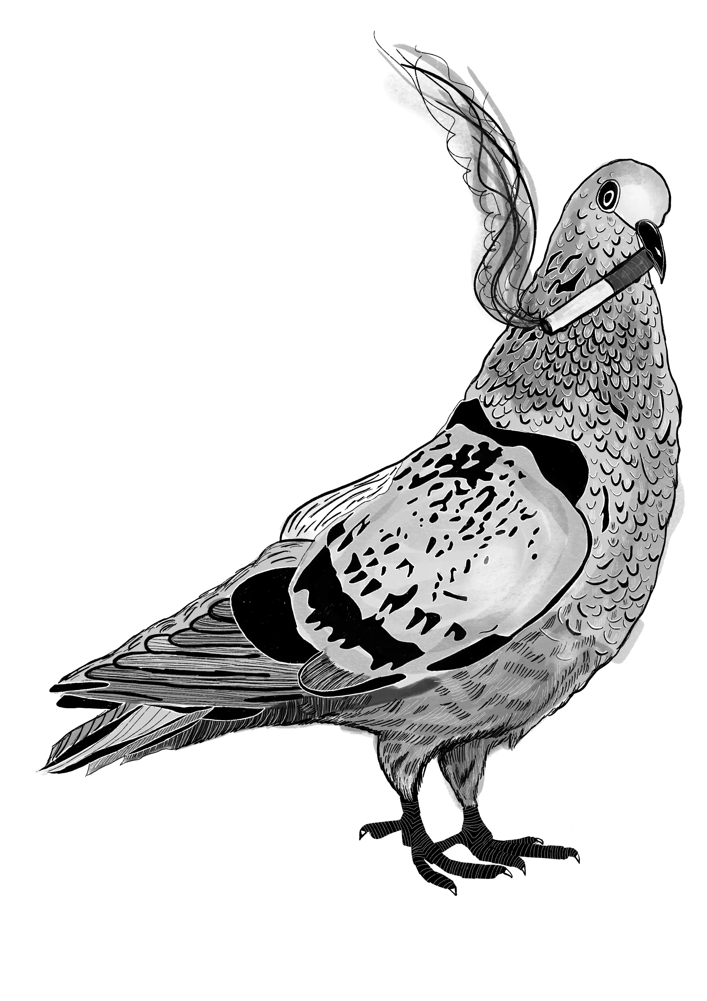 Ink drawing of a pigeon with a lit cigarette in its beak. Art by RKV.