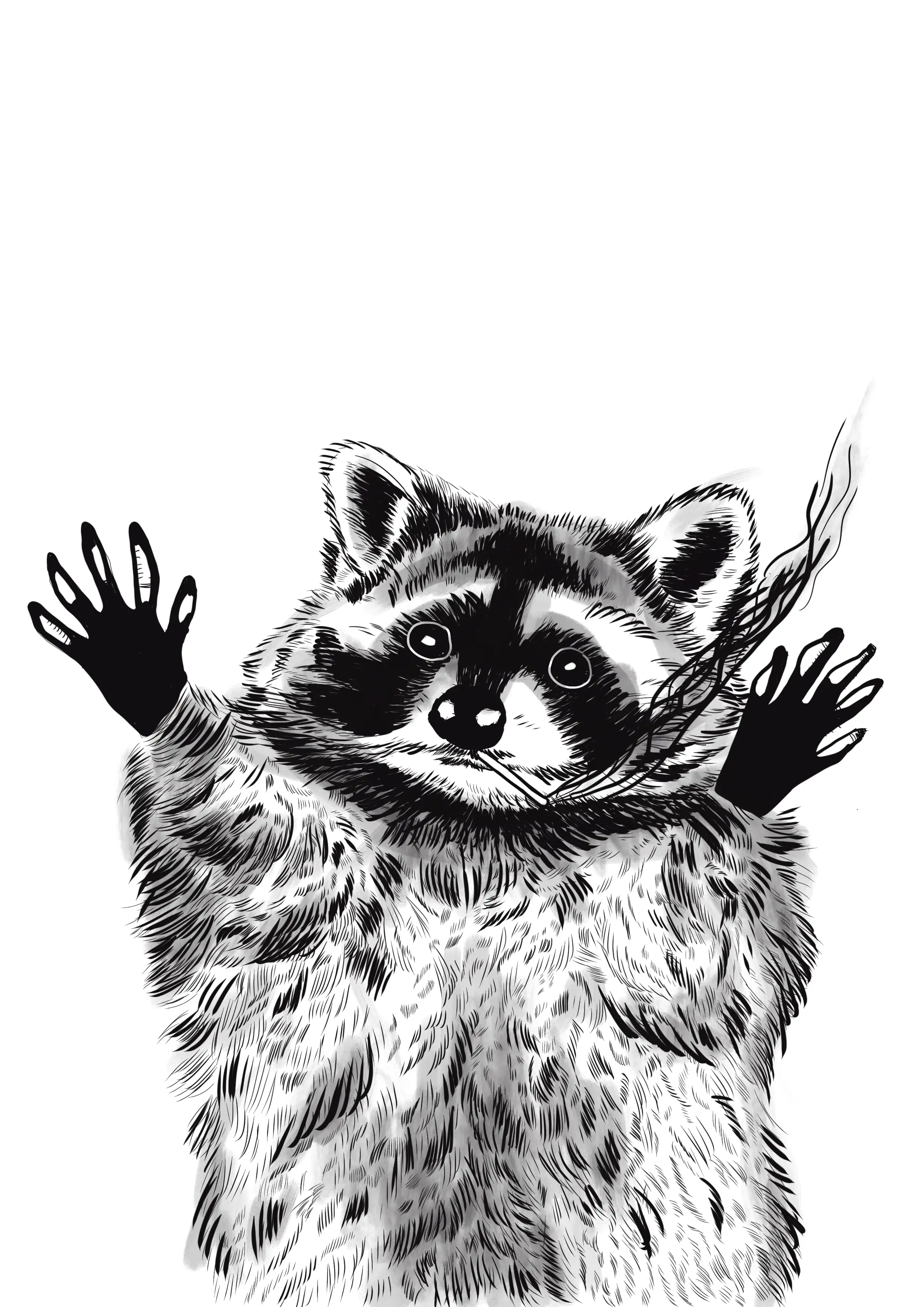 Ink drawing of a raccoon with both little hands raised. Art by RKV.